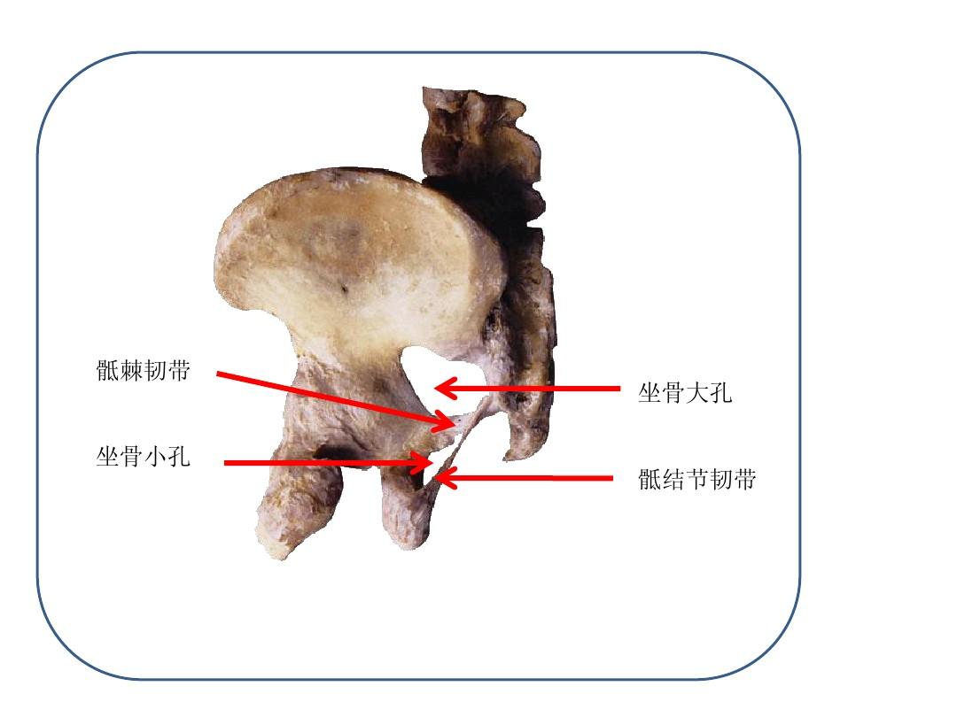 坐骨疝，主要的检查方法有白细胞计数，以及X线检查，B超等方法