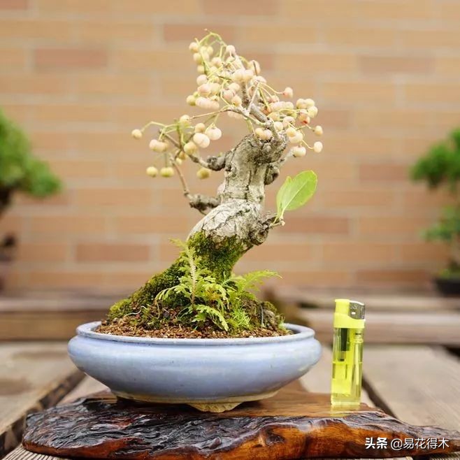 真果盆栽,结红色小果实的盆栽