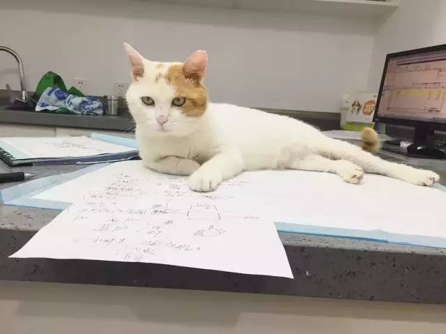 她救下一只得皮肤病脾气巨差的猫咪，花了两个月变身软萌美喵