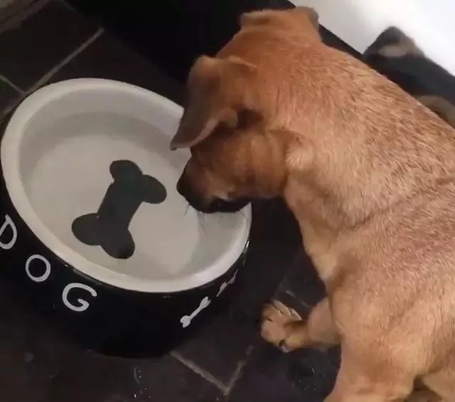 狗吃了巧克力也没事啊,狗子吃了巧克力给狗子灌双氧水