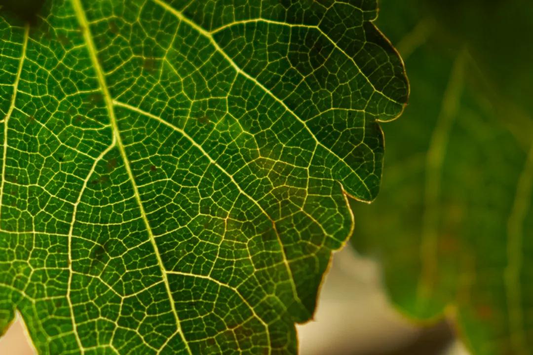 永诺e卡口,永诺e卡口镜头