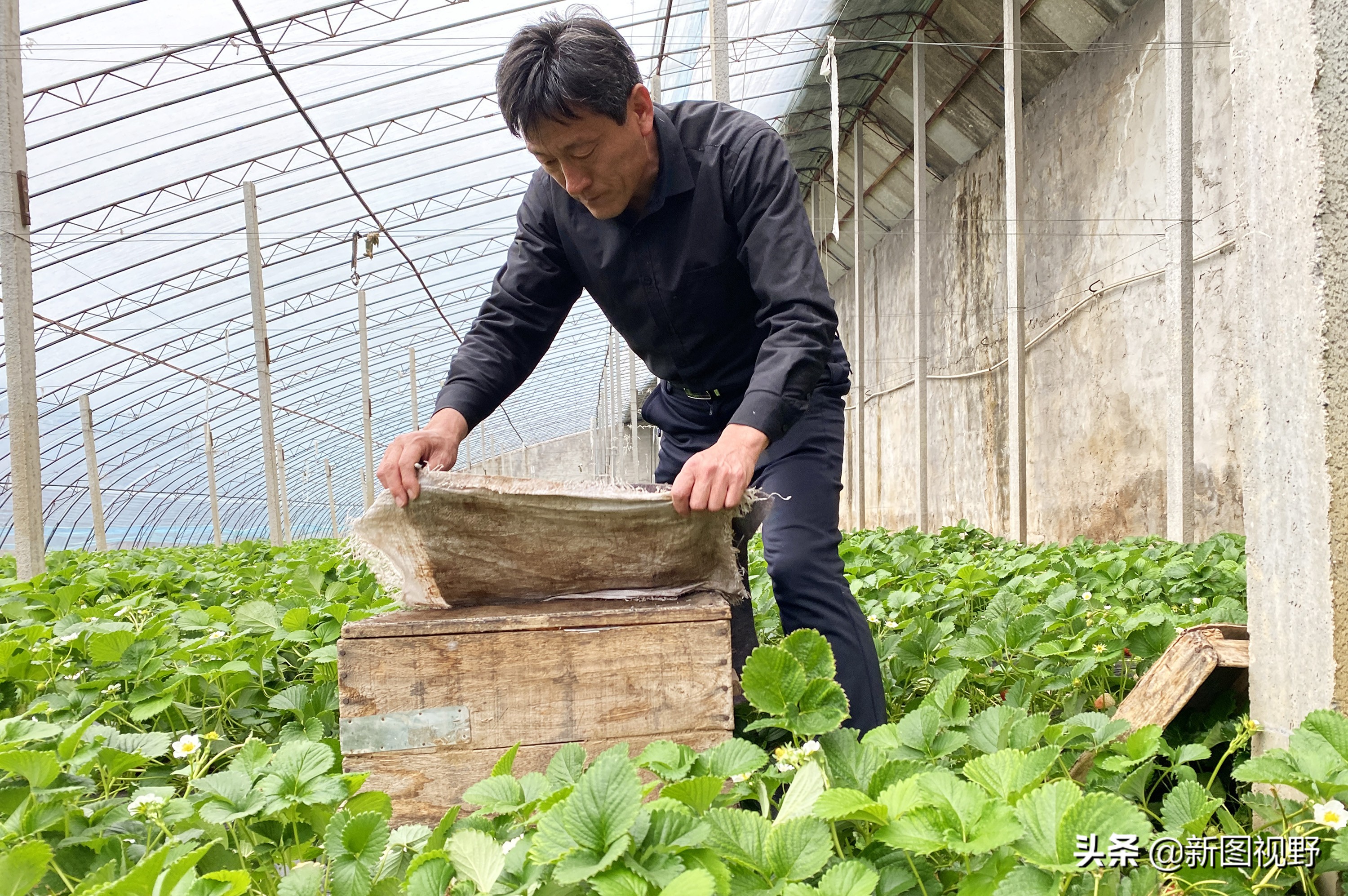 农村大哥种菜一年12万,农村大哥吃西瓜