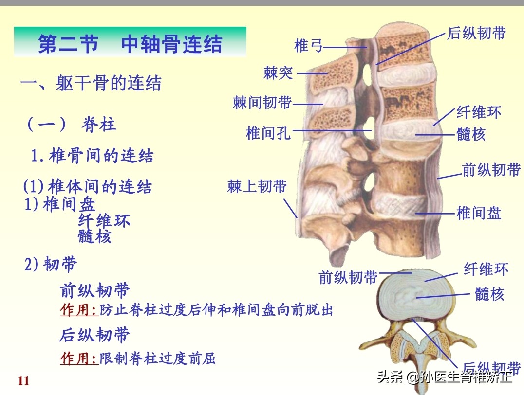 人体解剖学课件ppt,人体解剖学关节学