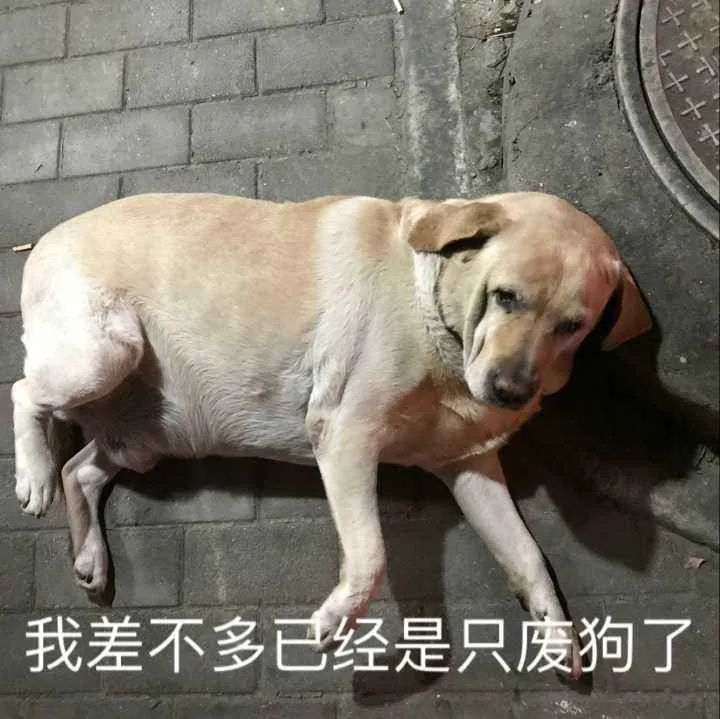 狗狗吃饭急得不得了,狗狗生病不吃饭的各种症状