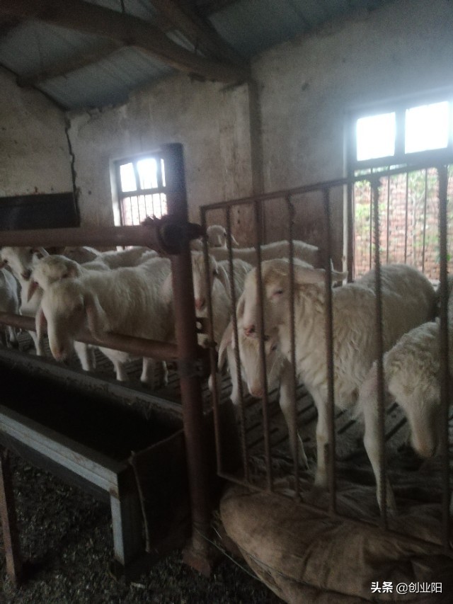 养羊最可怕的病,养羊羊病