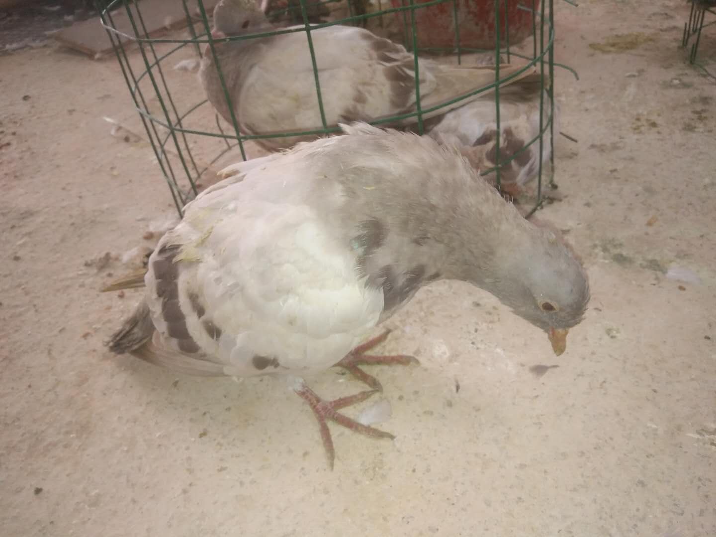 鸽子歪头拉绿水便什么原因,鸽子吃喝正常粪便正常就是歪头