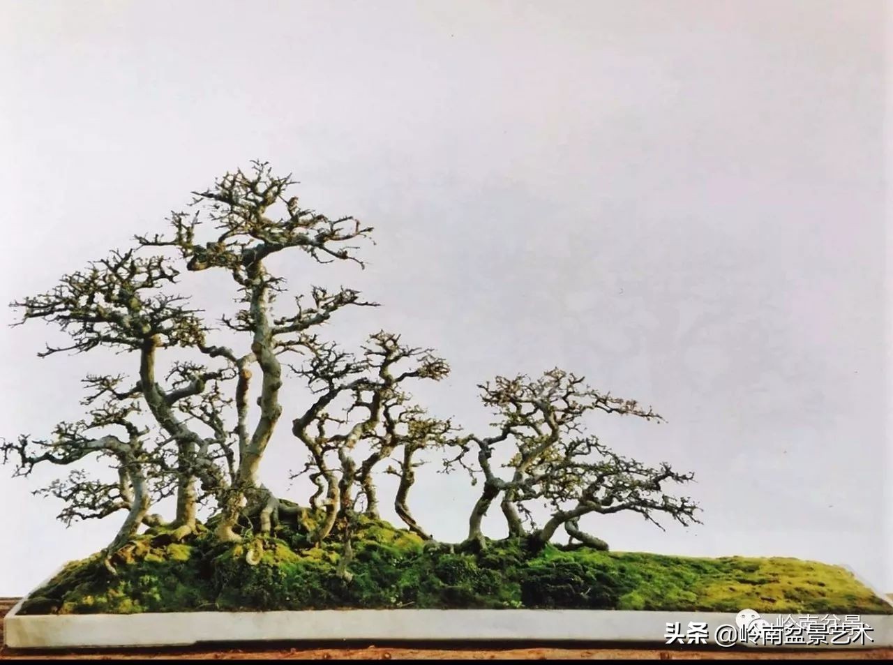 精品雀梅盆景名称,值得收藏的盆景作品欣赏