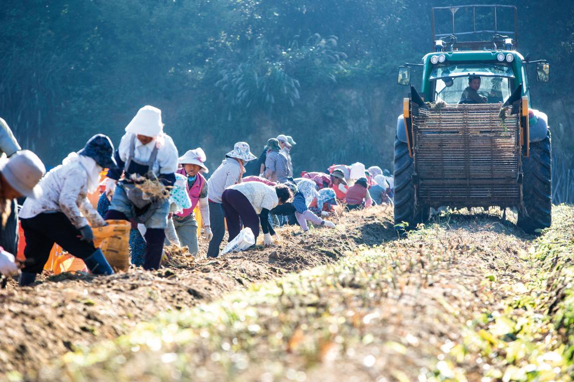 正官庄高丽参和长白山参哪个好,追根溯源寻根