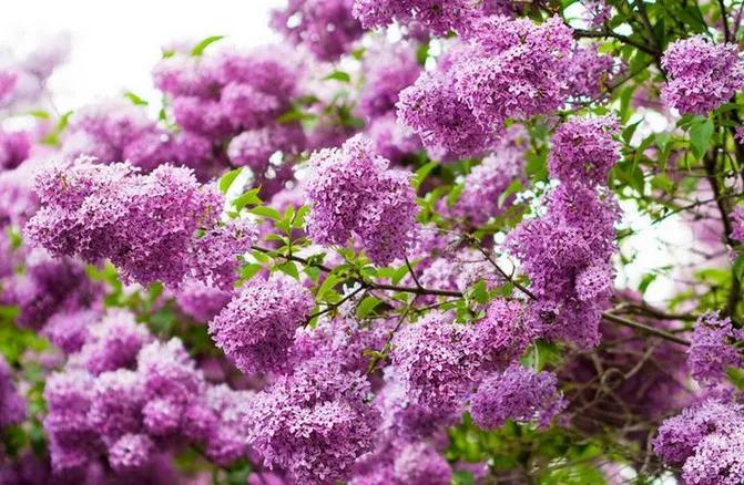 吃臭身体会变臭？吃香味食物身体就会变香？谈谈食物对体味的影响