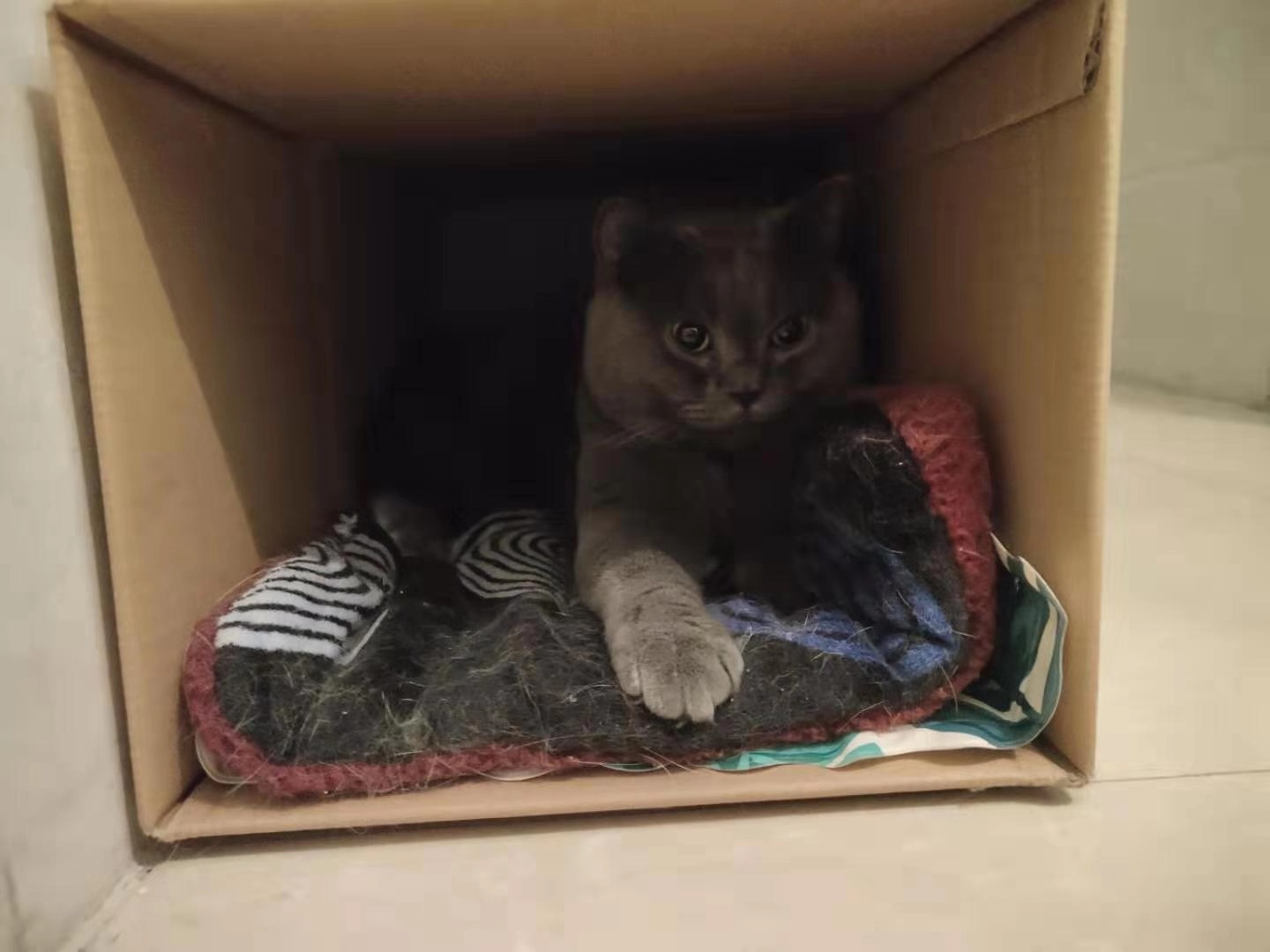 省钱养猫攻略真的假的,省钱养猫攻略猫砂