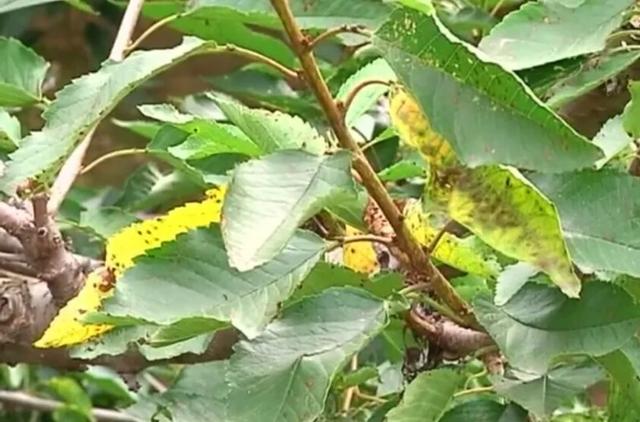 樱桃黄叶病的原因及治疗处理方法,甜樱桃褐腐病防治技术