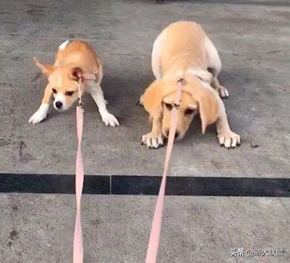 遛完狗，狗狗不愿回家怎么办？