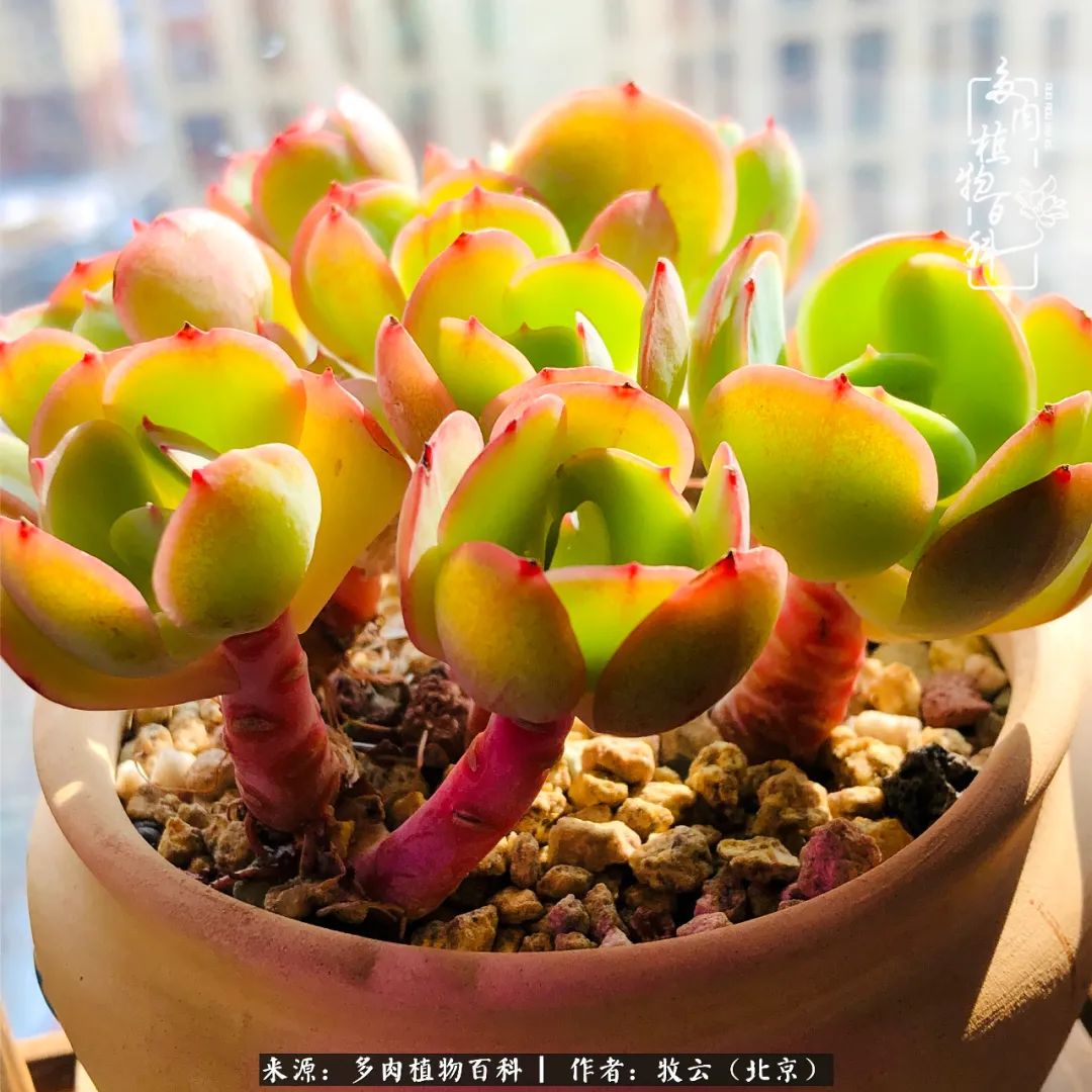 多肉植物生活,多肉生活充满诗意