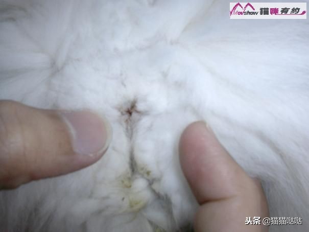 关于猫咪肛门腺介绍及具体挤肛门腺的方法,附图