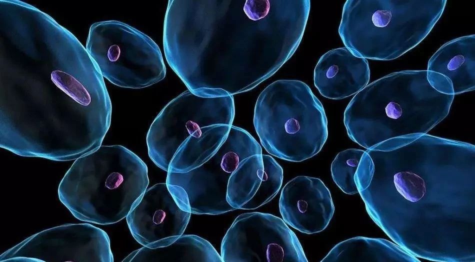 干细胞治疗与免疫治疗的区别,干细胞治疗与移植的区别