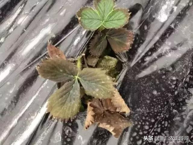 草莓烂根枯萎了如何补救,草莓烂根死苗是什么原因引起的