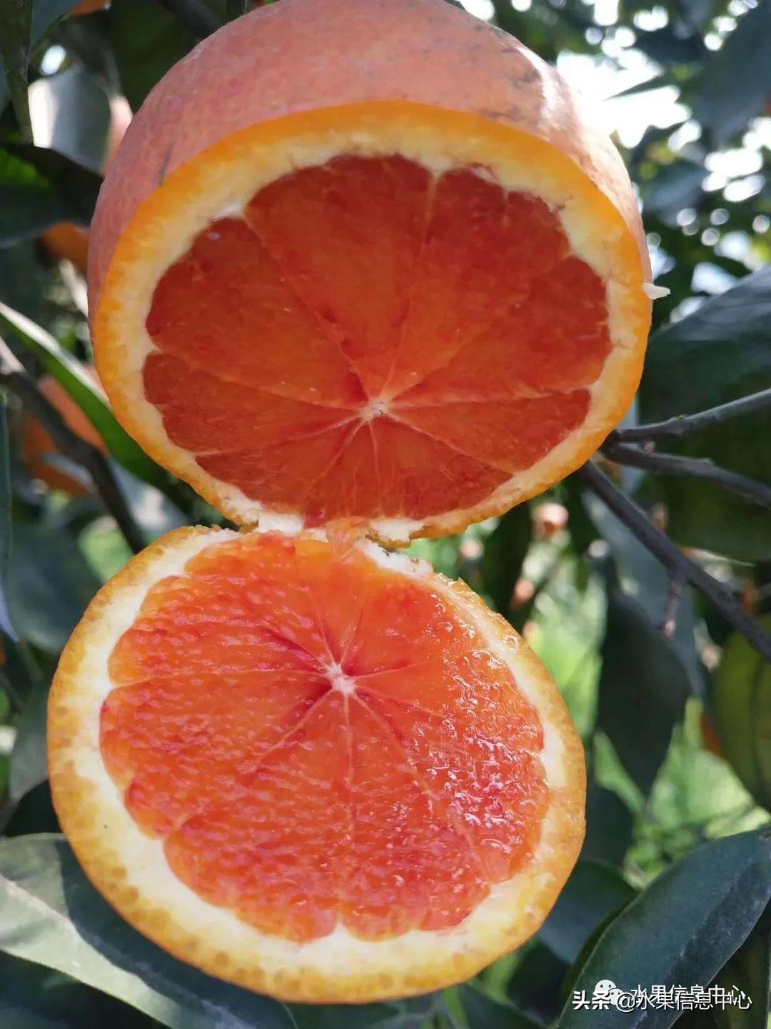 最好的橙子产地在哪里,中国橙子产地排名