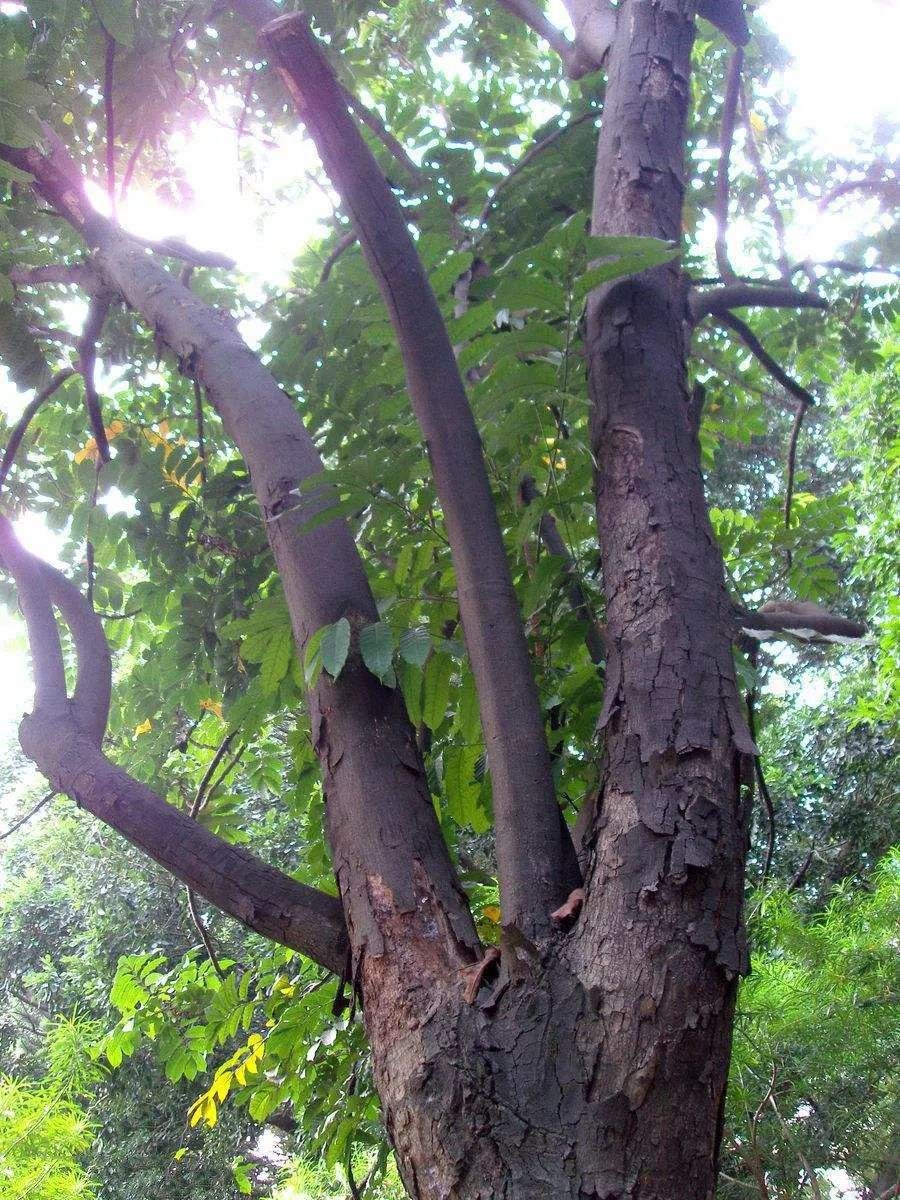 鸡翅木好还是紫檀好,鸡翅木好还是花梨好