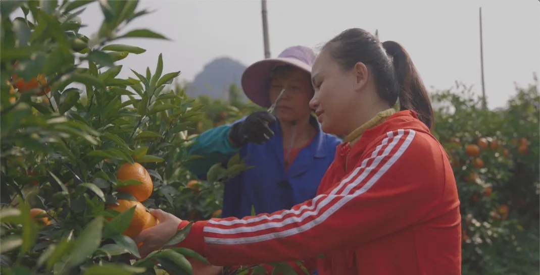 一夜卖出15万斤，年销超千万，普通农妇如何影响一方县市的经济