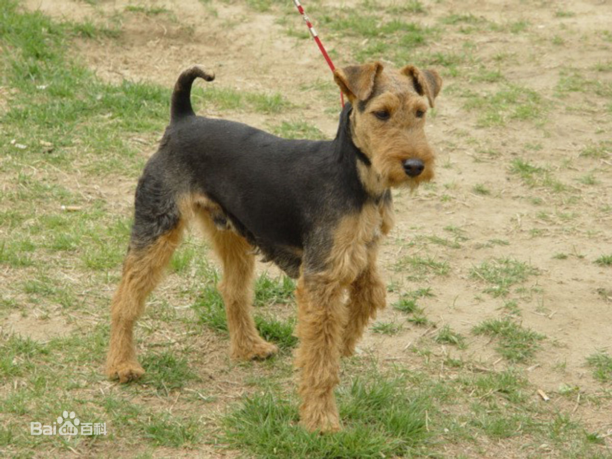 宠物狗小型犬品种排名大全及图片,性格温顺的小型犬有哪些