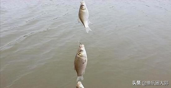 串钩钓鲫鱼抛竿推荐排行,新手拉饵钓鲫鱼如何调漂