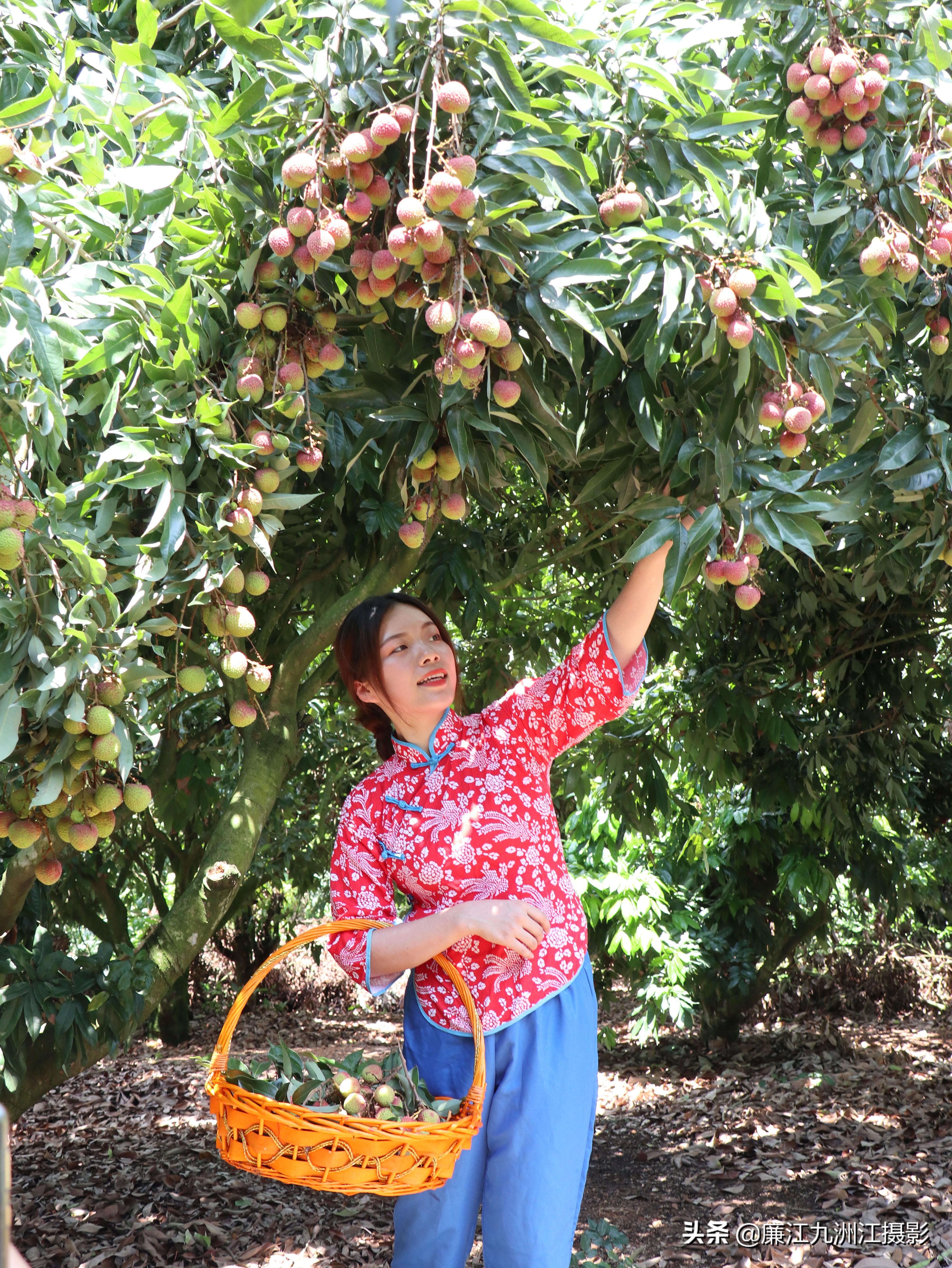 湛江市廉江荔枝节开幕式视频,廉江荔枝文化节