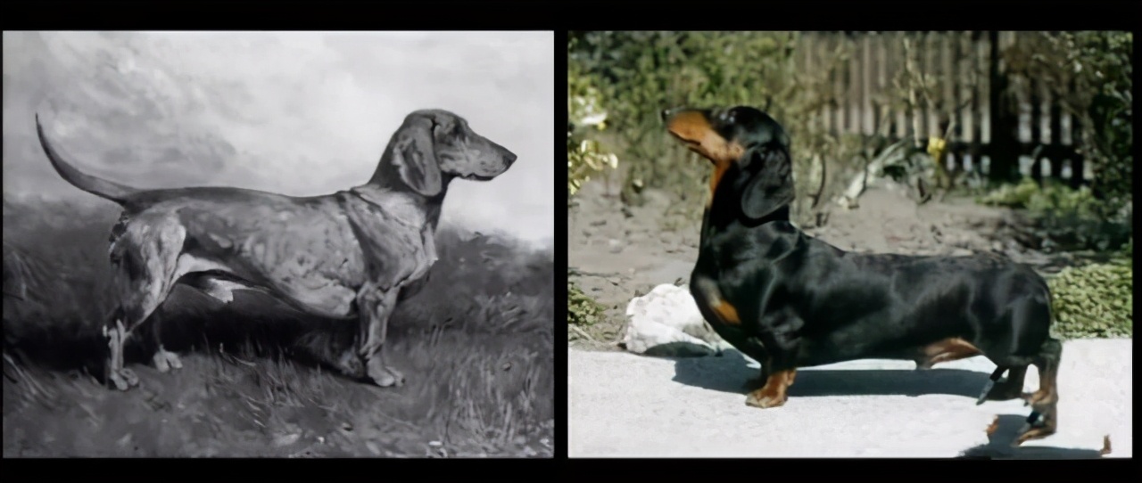 人类禁止*亲近**繁殖，为什么却让狗“回交”？甚至品种越纯越好？