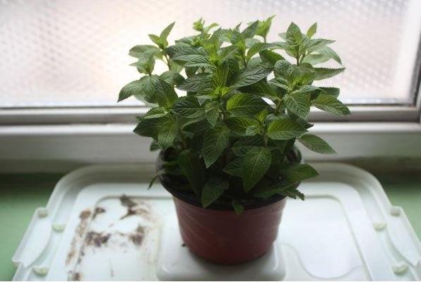 薄荷的盆栽养殖方法和注意事项,盆栽薄荷的养殖方法和技术图片
