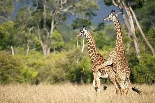 长颈鹿繁衍时长,长颈鹿世界之最寿命长吗