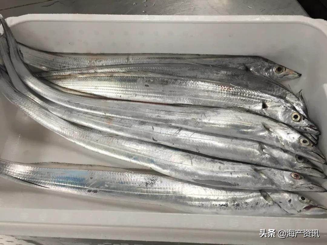 明明是纯天然的深海贵族，为什么却成了中国最平民的海鲜？