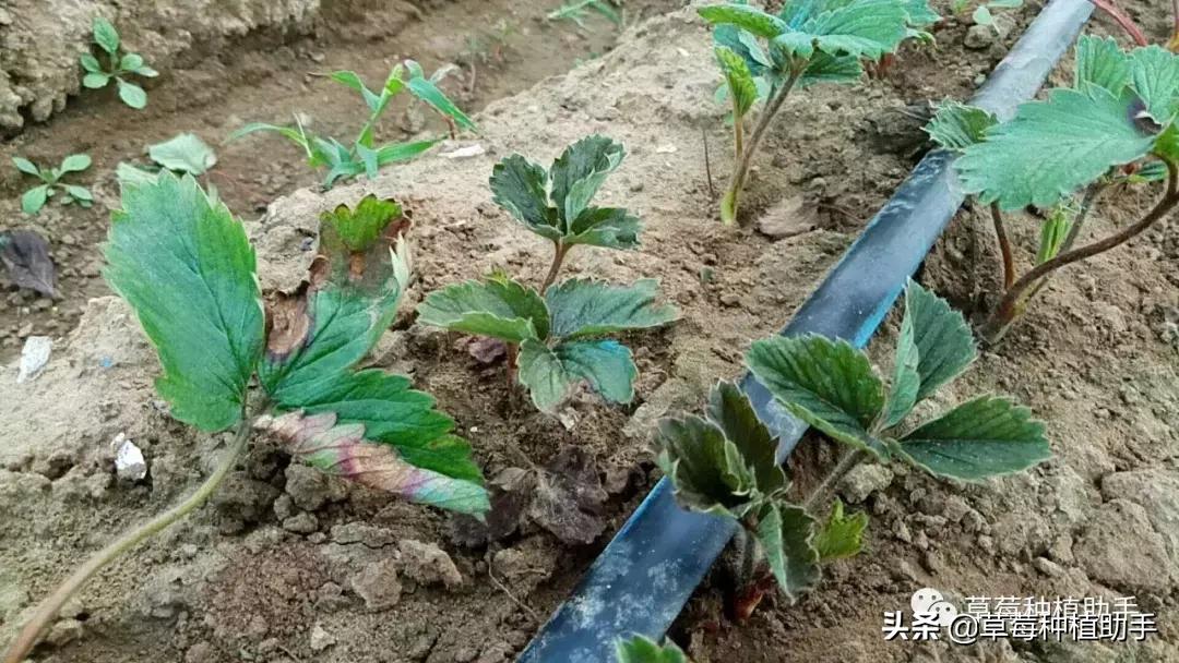 草莓病毒病高发期来了！得了基本没救，预防是关键