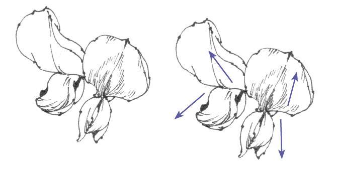 春日写生浪漫樱花,春季樱花写生季