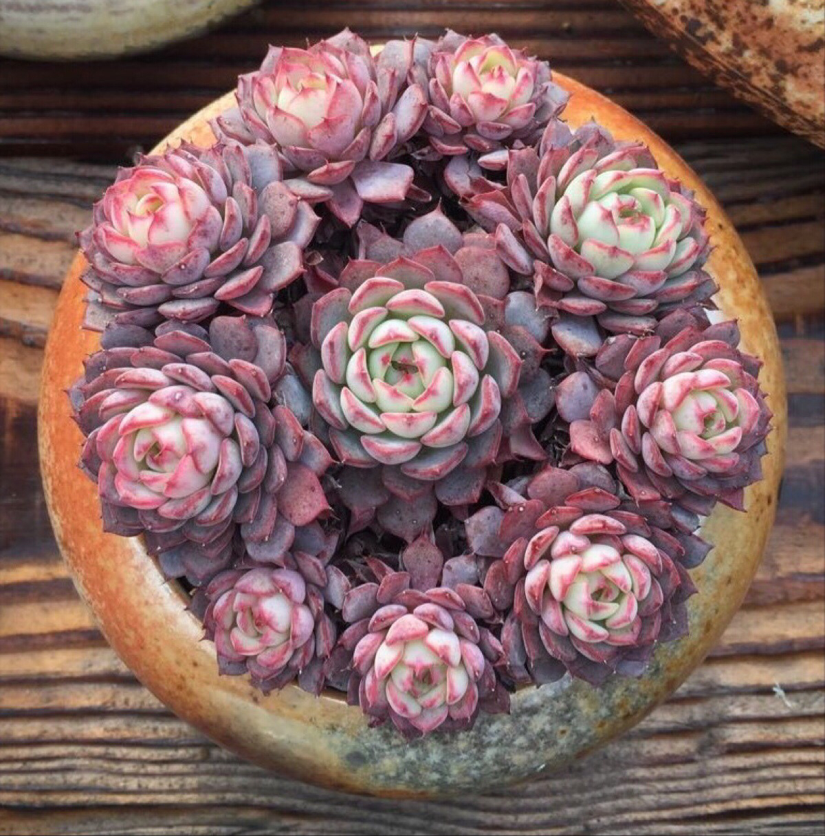 多肉植物掉叶什么情况用肥,多肉植物为什么老是掉叶子