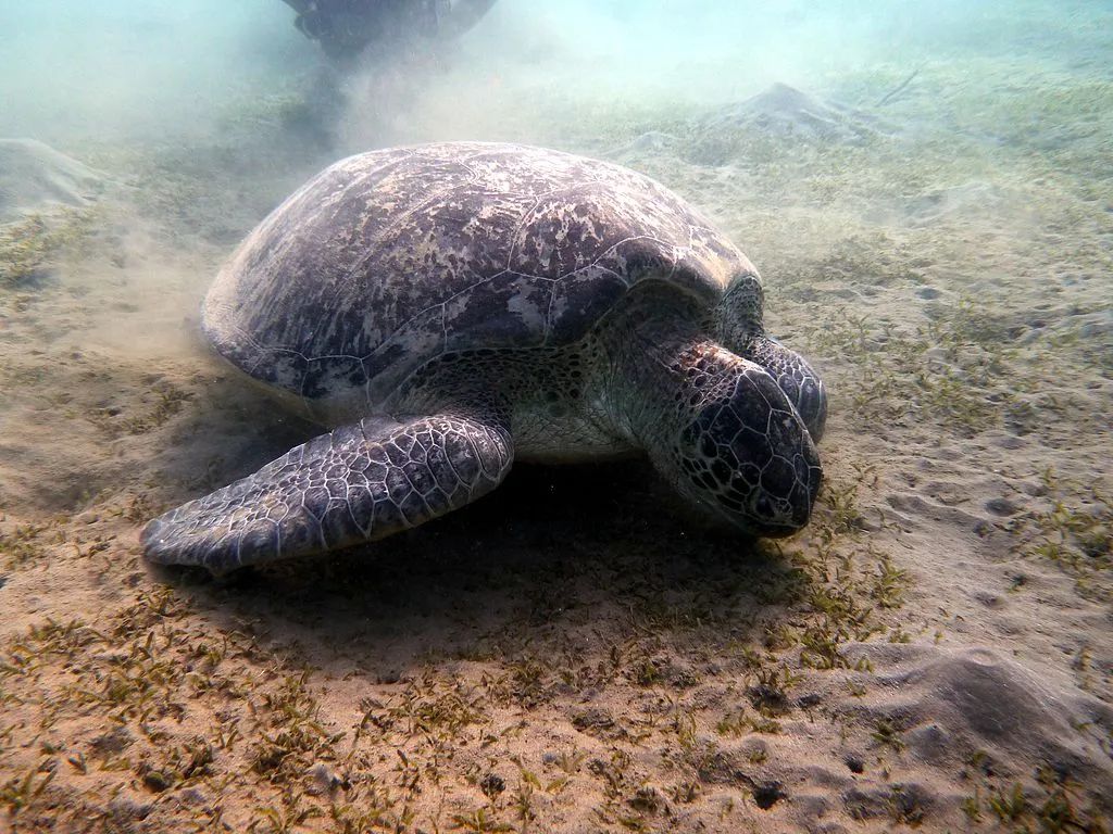 玳瑁现状,玳瑁的危险程度