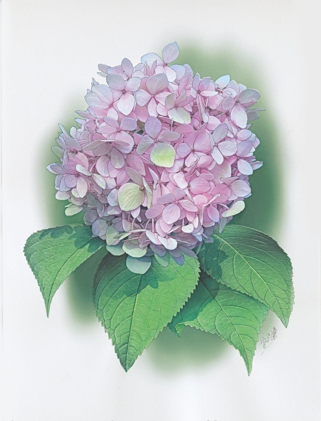 濒危稀有植物绘画,八大濒危珍稀植物