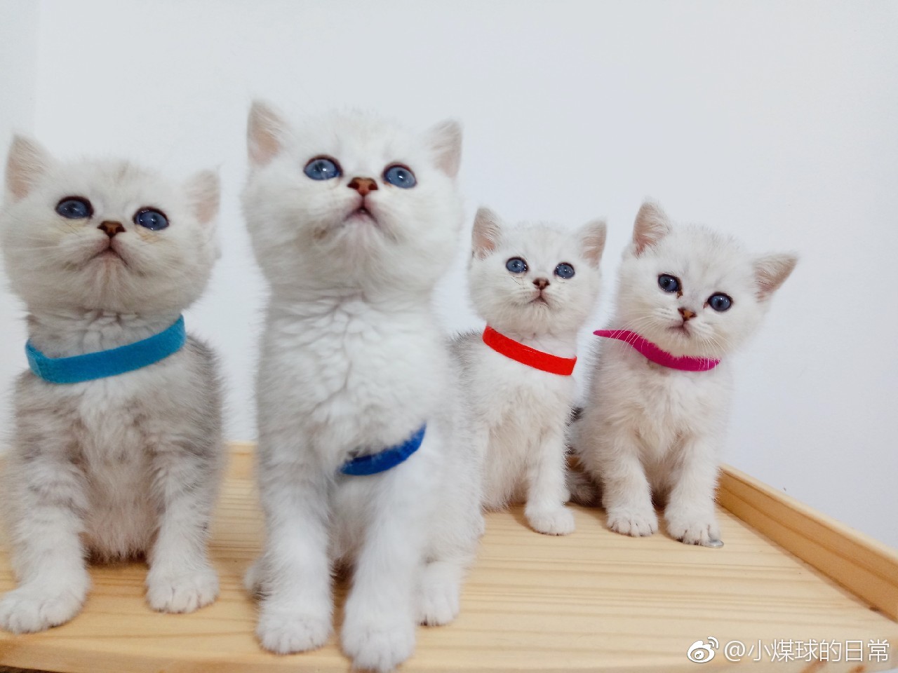 宠物医院到底坑不坑老李,成都不坑的宠物医院