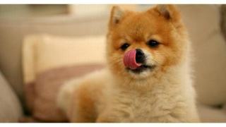 狗狗的饲养方法与管理知识,狗狗如何预防腰椎疾病