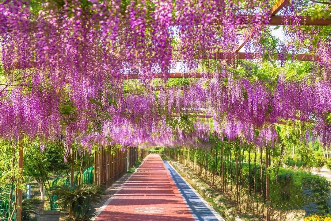 十里紫藤长廊，成都芳华微马公园紫藤绽放