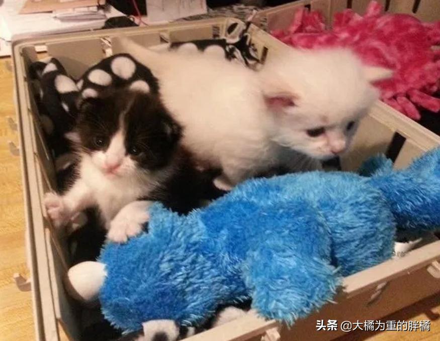 两只猫被收养后的幸福生活,两只流浪猫被收养后的幸福生活