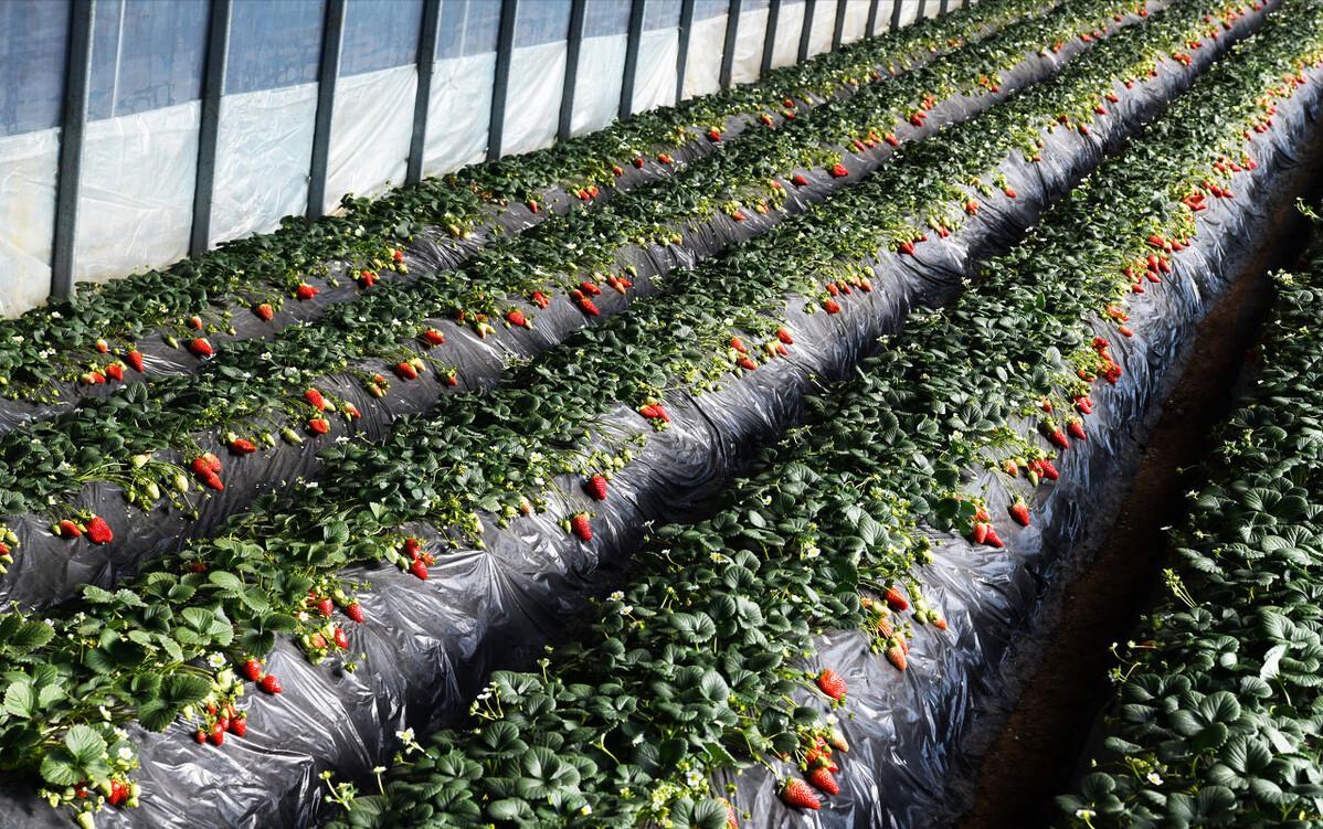 一亩地平均一年能赚多少钱,农业一亩地能赚多少