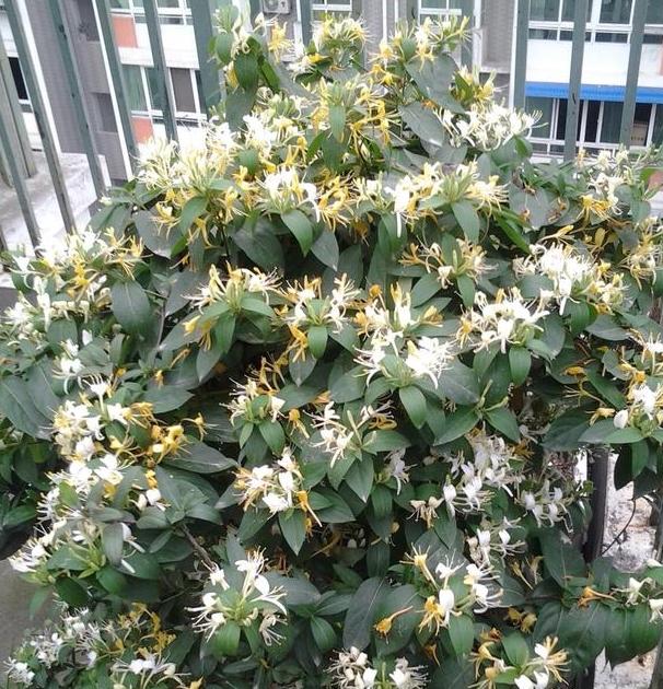 夏季花草烂根怎么办,盆栽被太阳晒枯萎了怎么办