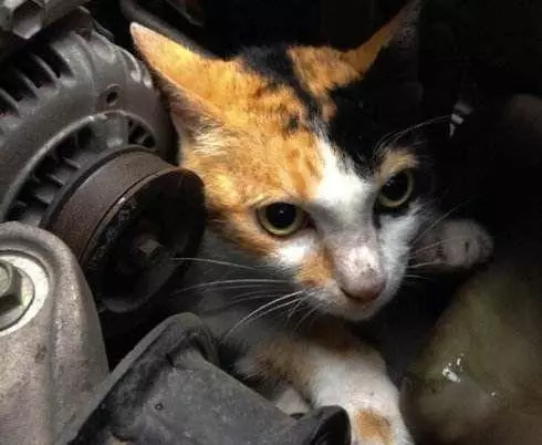 这个冬天流浪猫们要怎么度过,天冷了流浪猫