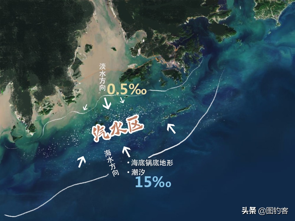 淡水中的汽水鱼,淡水汽水鱼有哪些