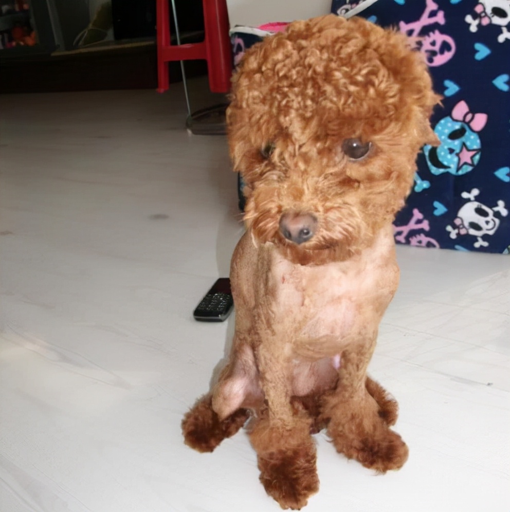 泰迪毛病怪不怪,泰迪哪些行为是看不起人