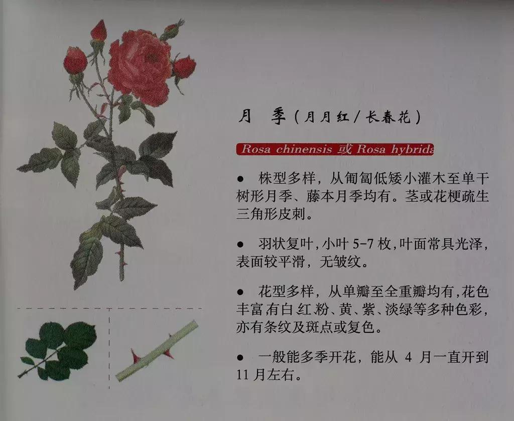 玫瑰和月季和蔷薇的区别图解,月季玫瑰蔷薇芍药牡丹的区别
