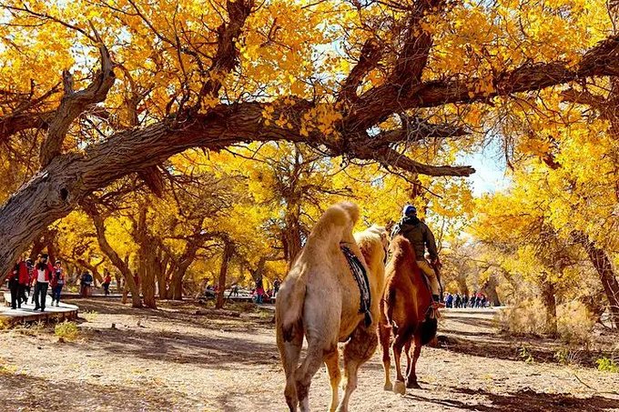 去额济纳旗胡杨林旅游攻略,额济纳旗旅游住宿全攻略