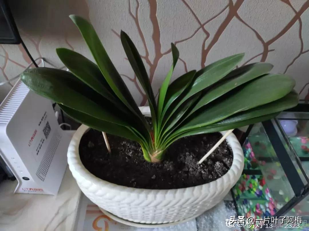 叶子软塌塌,叶子缺水卷曲怎么补救