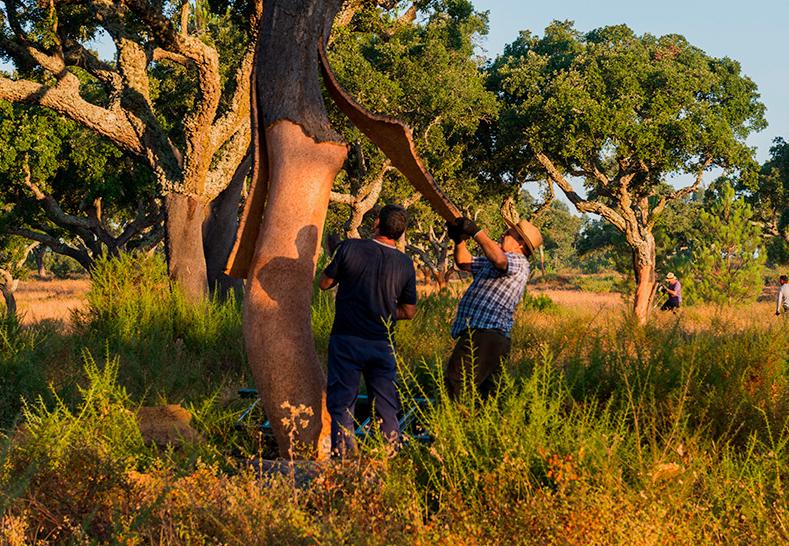 游四方走八荒,游四方完整版