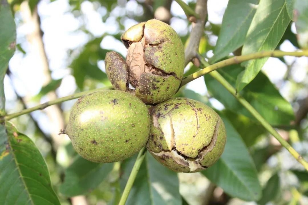 爬20米高用竹竿打下的这口“老树鲜核桃”，脆嫩鲜甜，别处买不到