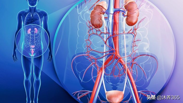 酸碱平衡各种正常数值,人体酸碱平衡的调节主要依靠